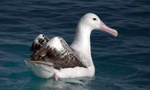 Albatross