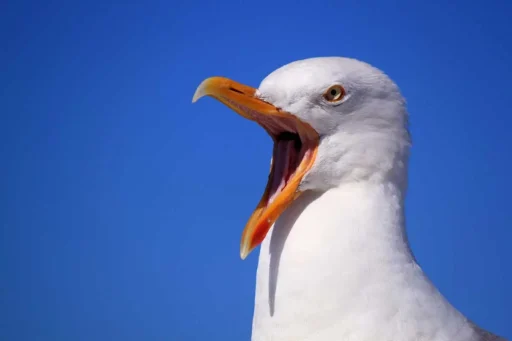 Albatross