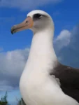 Albatross