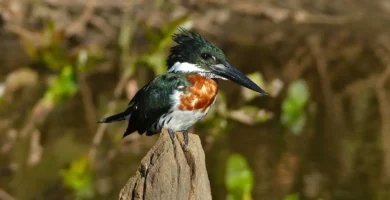Amazon kingfisher