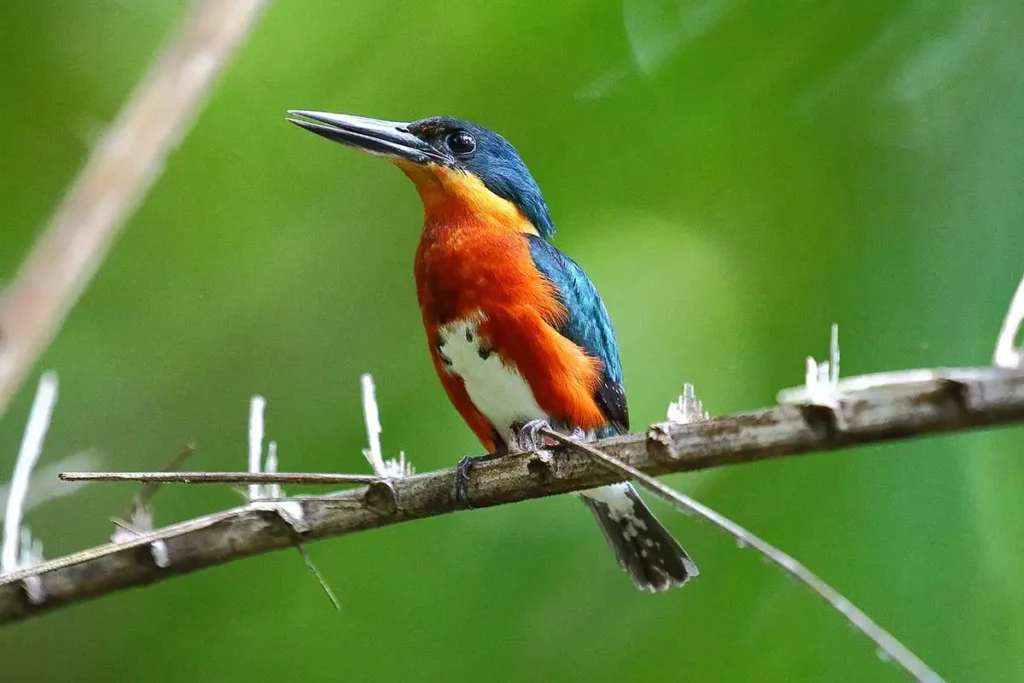 American Pygmy Kingfisher