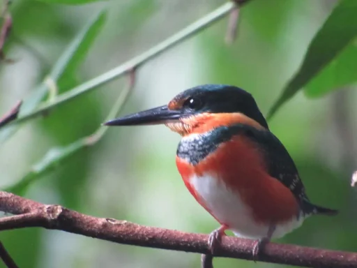 American Pygmy Kingfisher