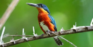 American Pygmy Kingfisher
