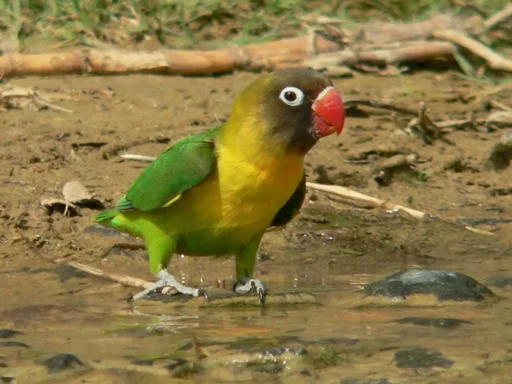 Black-cheeked lovebird