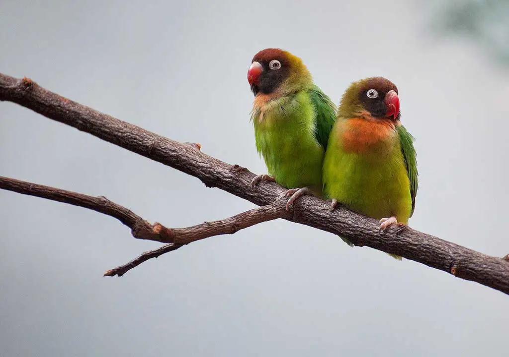 Black-cheeked lovebird couple