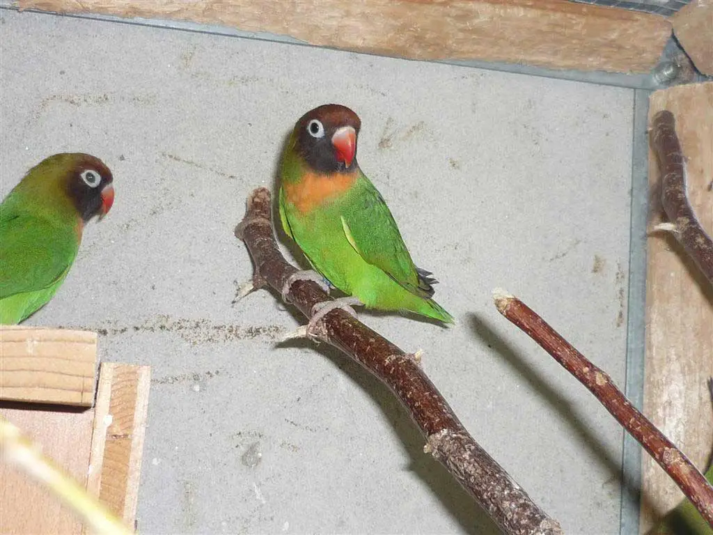 Black-cheeked lovebirds