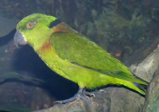 Black-collared lovebird