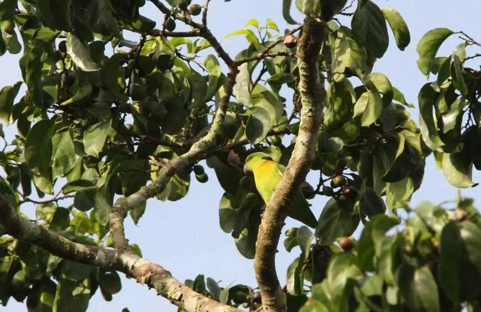 Black-collared lovebird on a tree