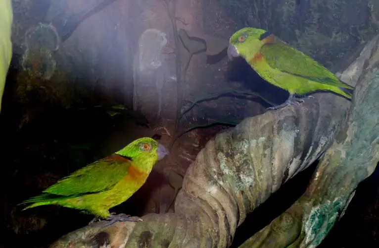 Black-collared lovebirds