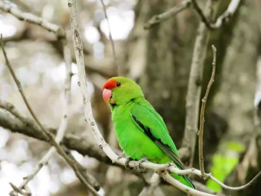 Black-winged lovebird