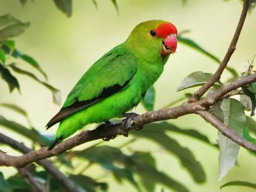 Black-winged lovebird