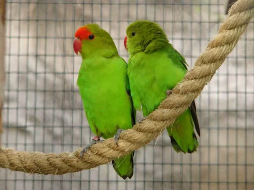 Black-winged lovebirds