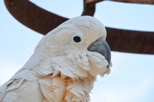 Cockatoo