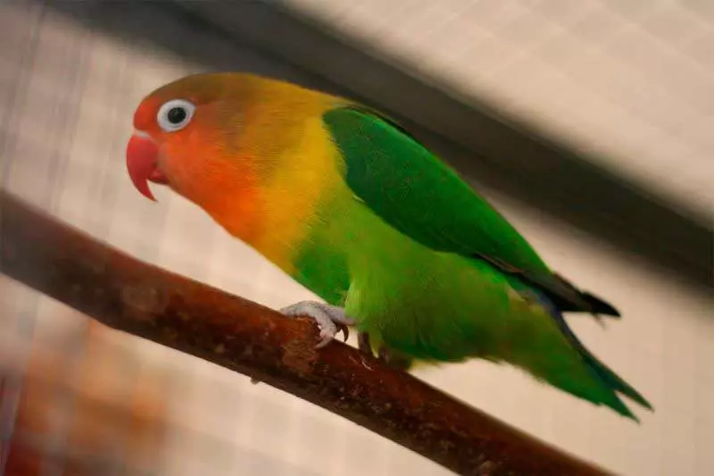 Fischer's lovebird