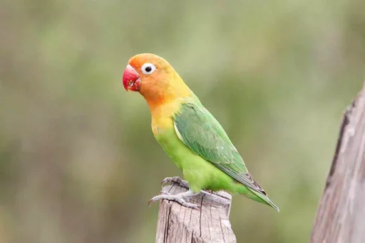 Fischer's lovebird