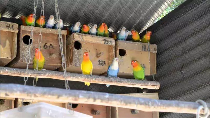 Fischer's lovebirds in cage