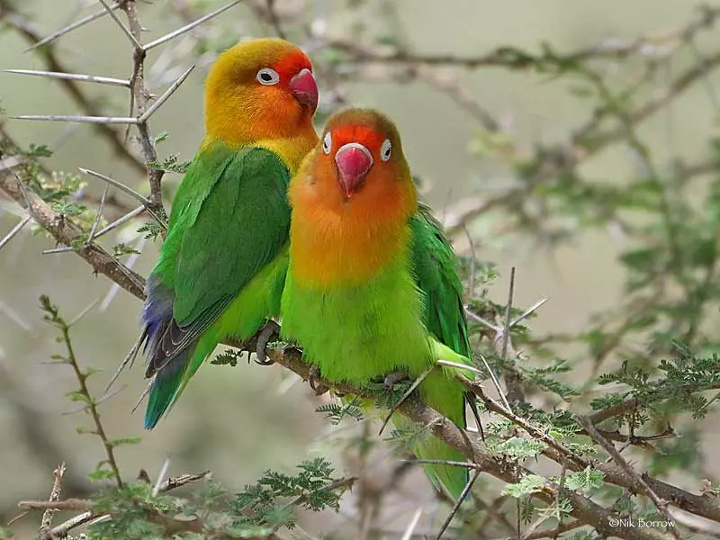 Fischer's lovebirds