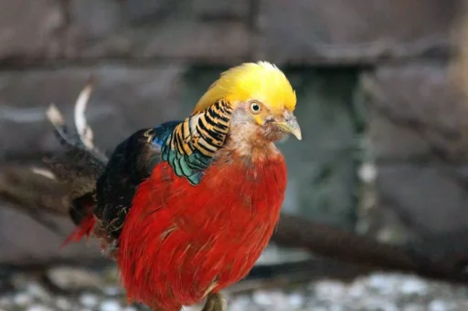 Golden pheasant