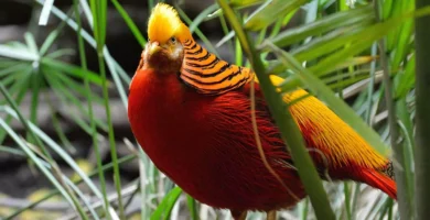 Golden pheasant