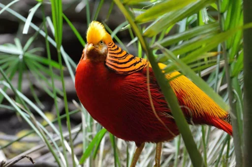 Golden pheasant