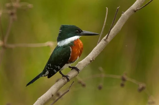 Green kingfisher