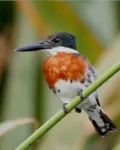 Green kingfisher