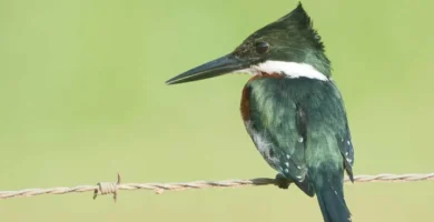 Green kingfisher