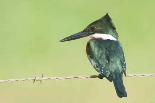 Green kingfisher