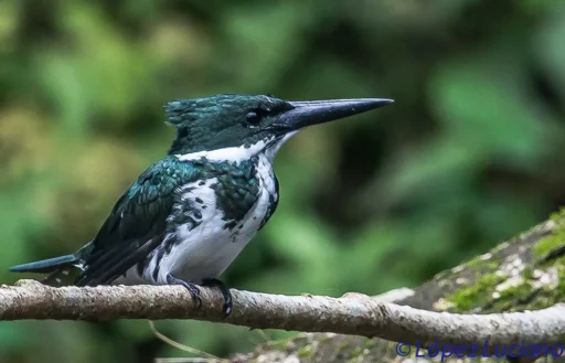 Green kingfisher female