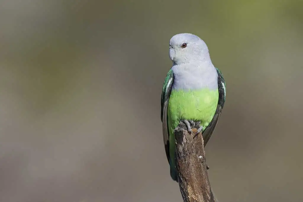 grey headed lovebird