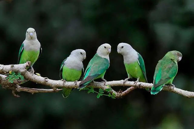 grey headed lovebirds