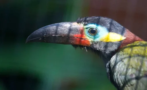 guyana toucanet