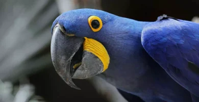 Hyacinth macaw