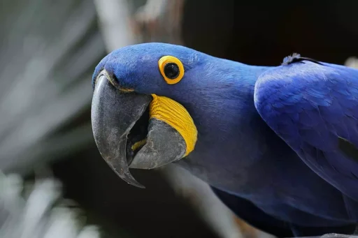 Hyacinth macaw