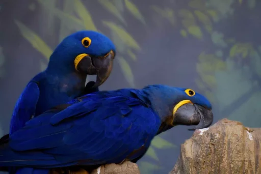 Hyacinth macaws