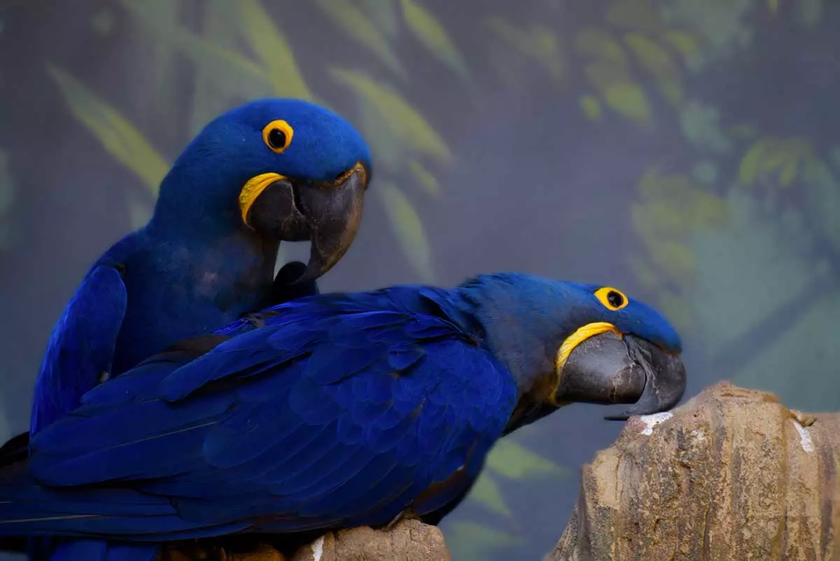 Pair of hyacinth macaws feeding together on palm nuts