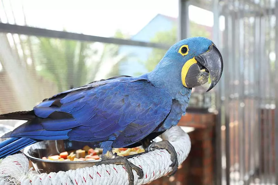 Hyacinth macaw pet