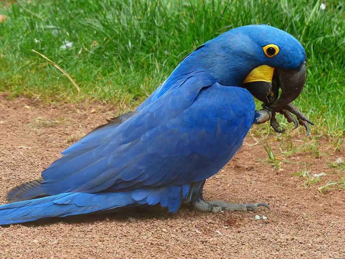 Hyacinthine macaw perched in natural habitat in the Brazilian Pantanal