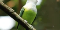 Madagascar lovebird