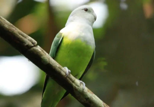 Madagascar lovebird