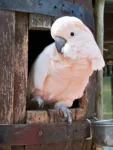 Moluccan cockatoo