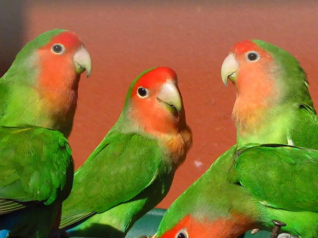 Peach-faced lovebirds