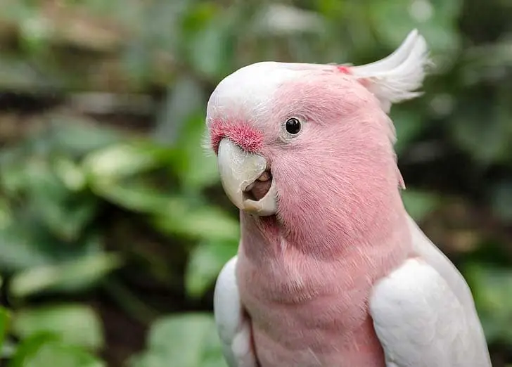 Pink and white cockatoo