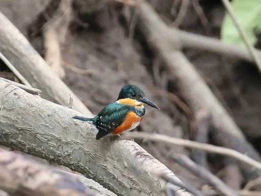 Pygmy Kingfisher