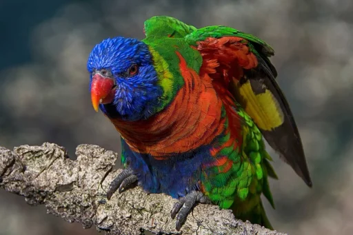 Rainbow lorikeet