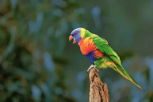 Rainbow lorikeet