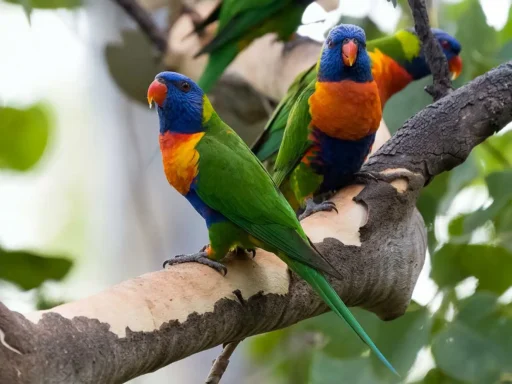 Rainbow lorikeets