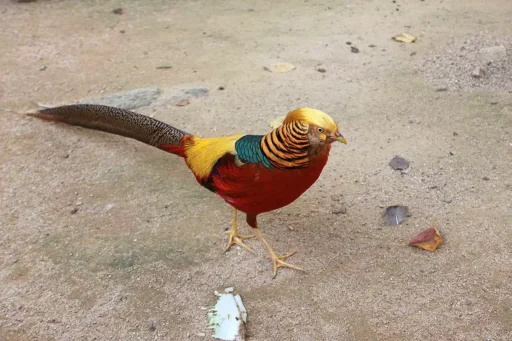 Rainbow pheasant