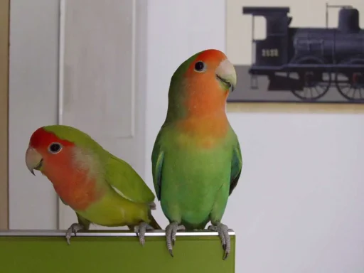 Red-headed lovebird couple