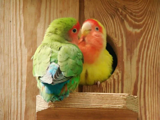 Rosy-collared lovebird